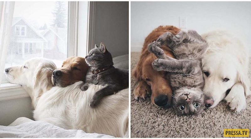 Лучшие друзья: два золотистых ретривера и кот (20 фото)