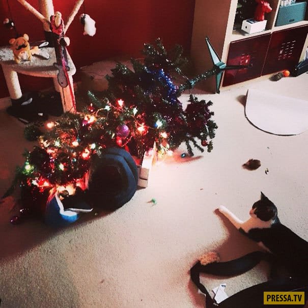 Война началась! Кошки против проклятых рождественских елок! (19 фото)