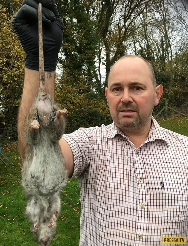 В Великобритании поймали гигантскую крысу (3 фото)