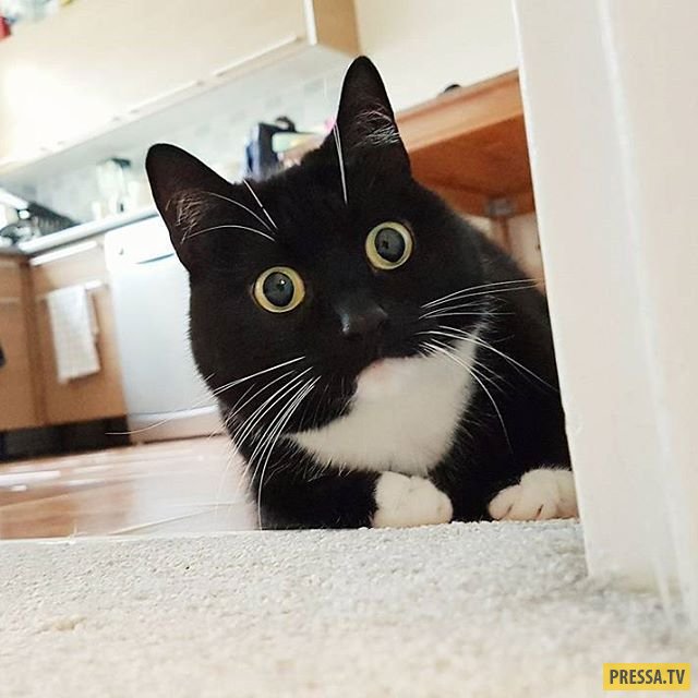 Кошка с удивительными глазами (10 фото)