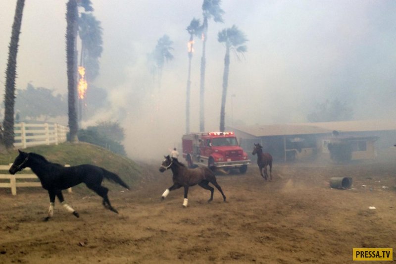 Лошадей вывести из пожара не удалось (7 фото)