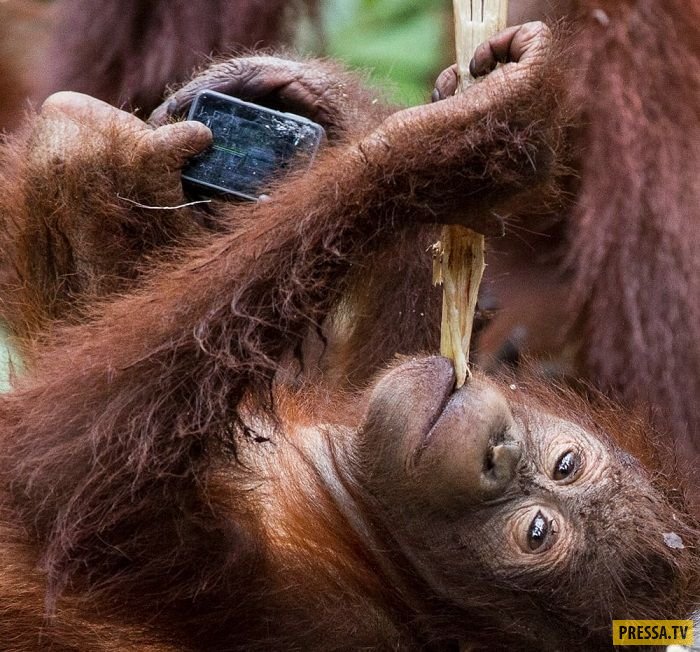 3-летний орангутанг нашел камеру и сделал кучу селфи (10 фото)