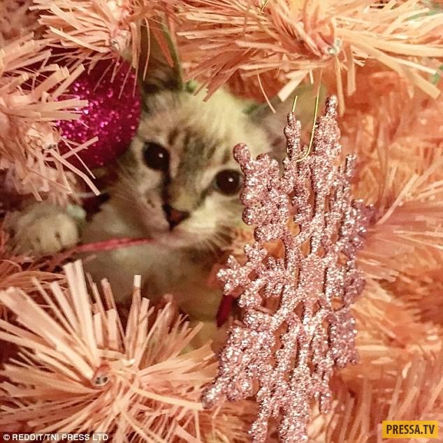 Коты, которые думают, что они – рождественские елки! (16 фото)