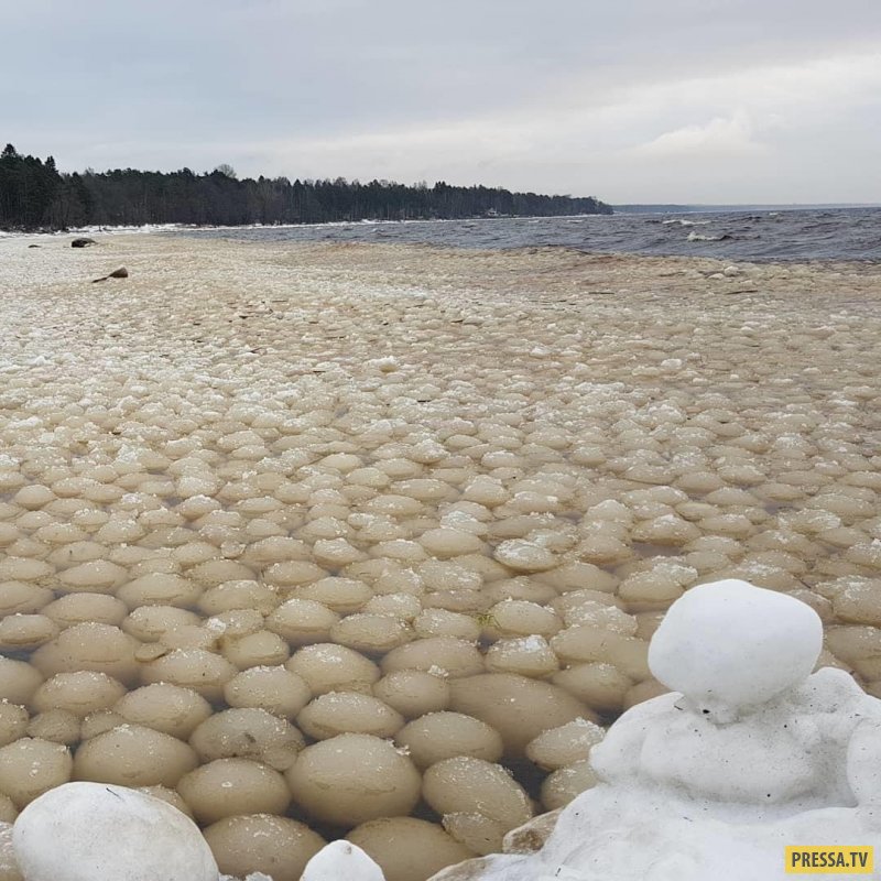 Необычные ледяные шары на Финском заливе (5 фото)