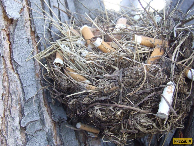 Птицы используют окурки для строительства гнезд и защиты от паразитов (5 фото)
