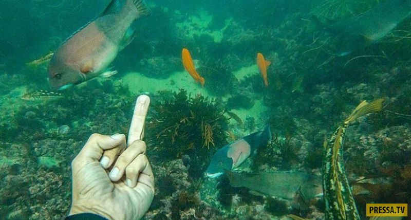 Непристойный жест, ругательства и... забота об экологии в популярном инстаграме "Показываю средний палец рыбам" (11 фото)