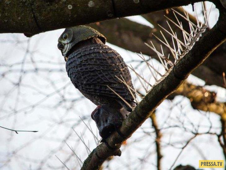 Пластиковые шипы на деревьях, чтобы птицы не садились (4 фото)