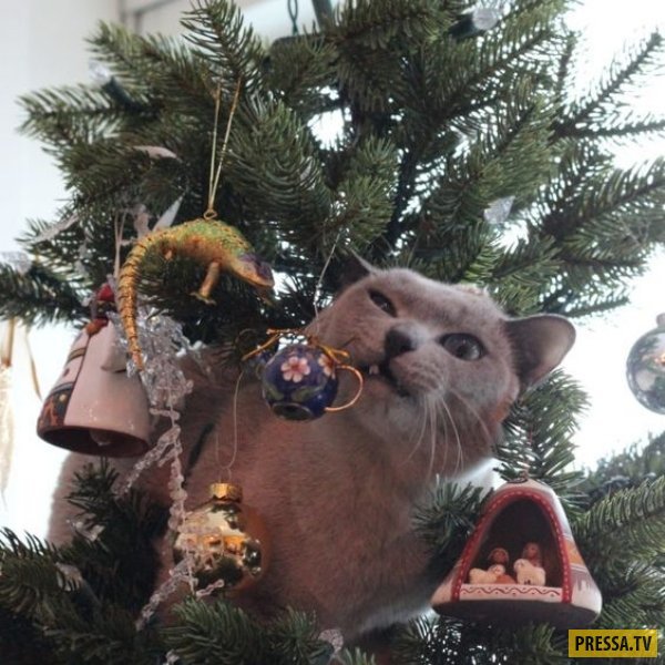 Забавное противостояние кошек с новогодними елками (34 фото)