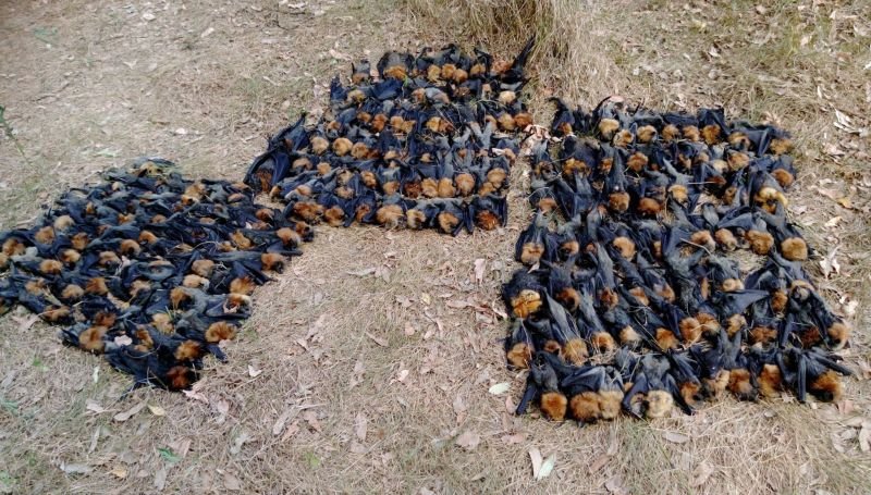 Сотни летучих лисиц погибли из-за жары в Австралии (21 фото)