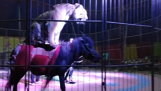 Хищники набросились на цирковую лошадь и людям с трудом удалось её отбить (1 видео)