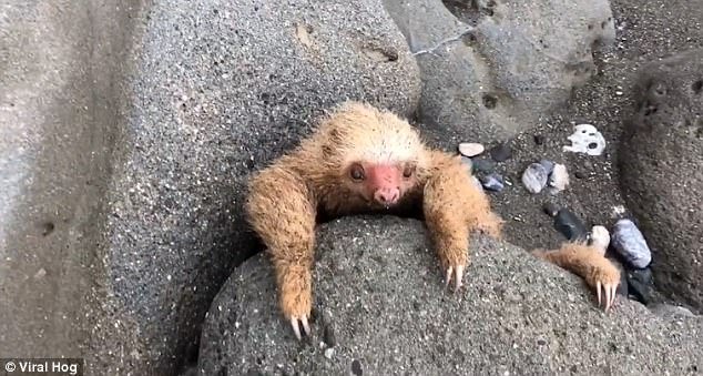 В Коста-Рике маленький ленивец застрял между камней (5 фото)