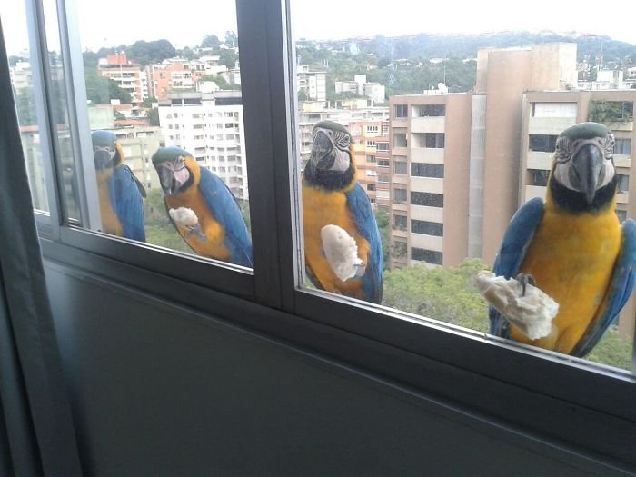 Неожиданные гости моего окна (10 фото)
