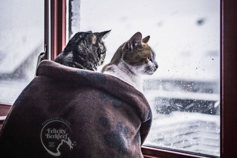 Зимняя фотосессия кошек (7 фото)