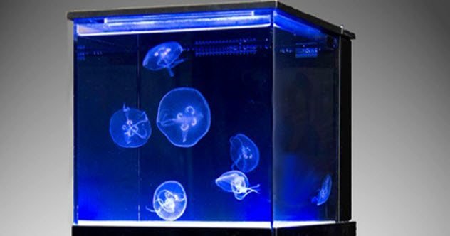 Необычное применение медуз (10 фото)