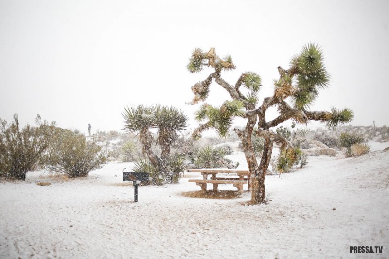      Joshua Tree (13 )