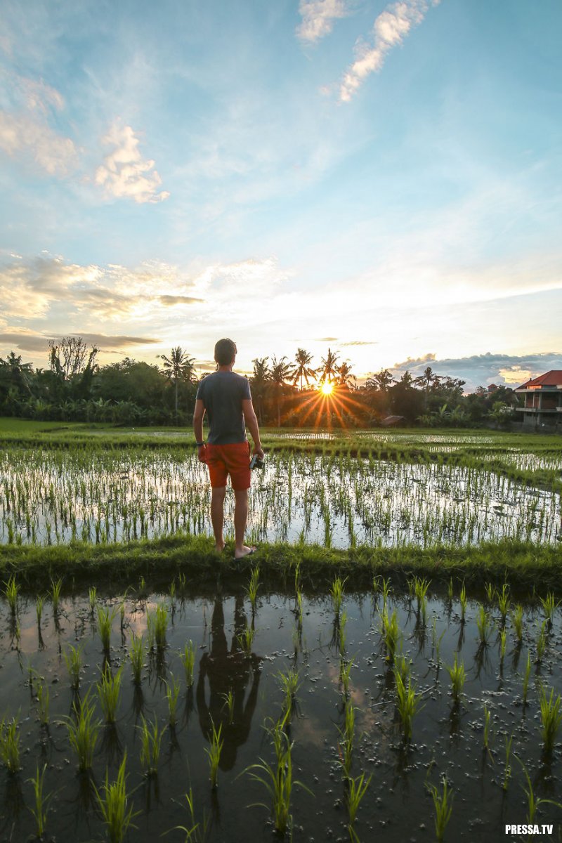 Сказочные пейзажи: рисовые террасы на Бали (14 фото)