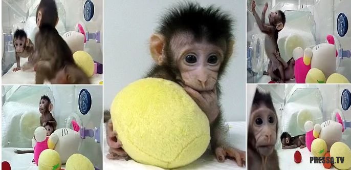 Научные эксперименты: Китайские ученые клонировали двух обезьян (12 фото + видео)