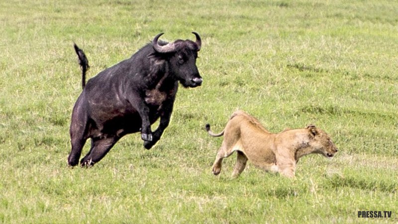Стадо буйволов спасло слоненка, попавшего в лапы львов 