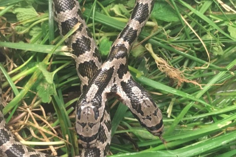 Подростки обнаружили в саду двухголовую змею (4 фото)