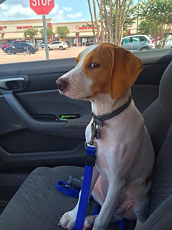 Реакция собак на поездку к ветеринару (39 фото)