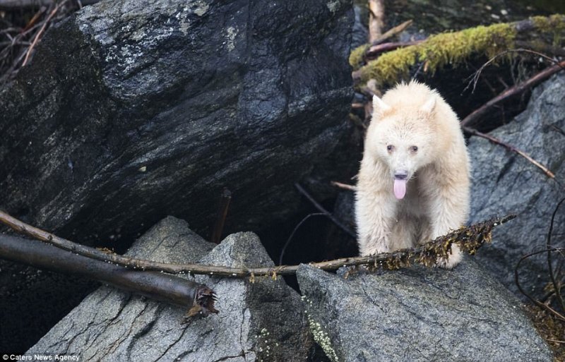 Встреча с редчайшим медведем, которых осталось на Земле не более 500 особей 