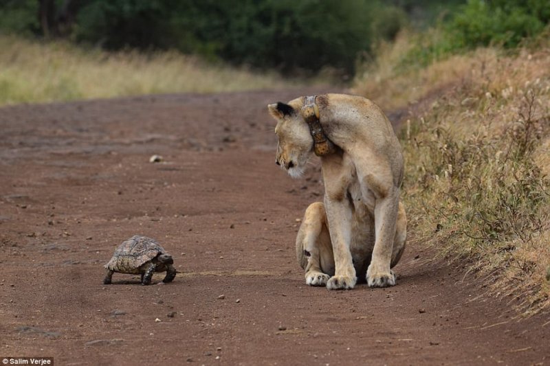 Черепаха попыталась познакомиться с львицей в Найробийском национальном парке