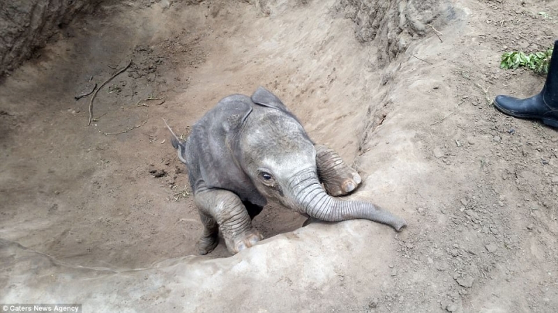 Спасение слоненка, угодившего в яму