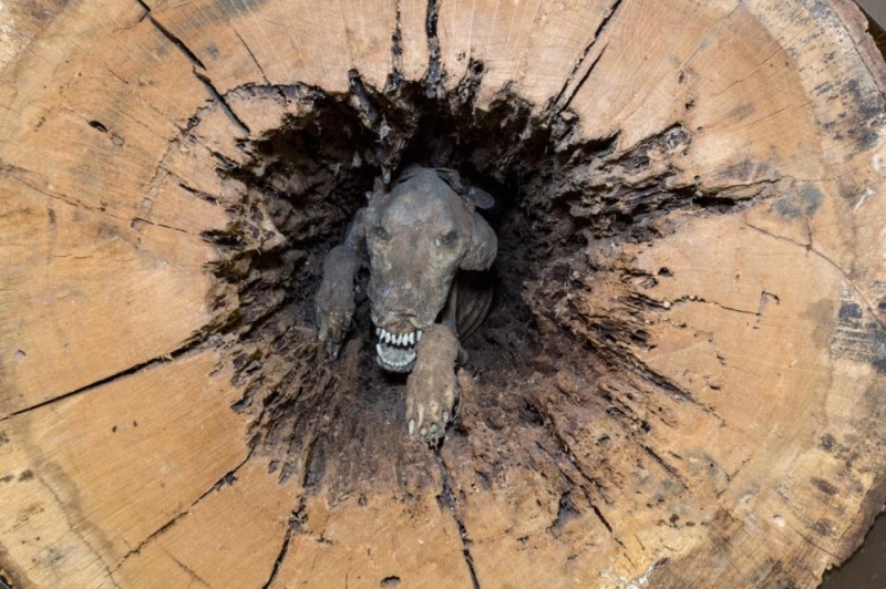 Необычный экспонат музея - мумифицированное тело собаки в стволе дерева
