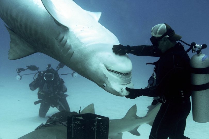 Приручение гигантской тигровой акулы
