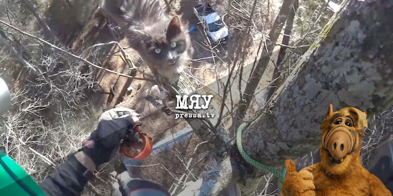 Операция по спасению кошки, неделю просидевшей на высоком дереве