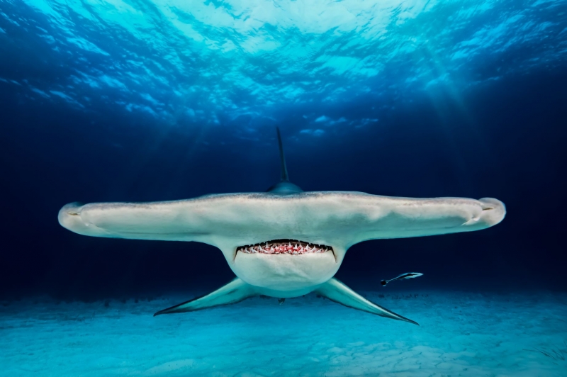 Самые невероятные фотографии конкурса "Подводный фотограф года"