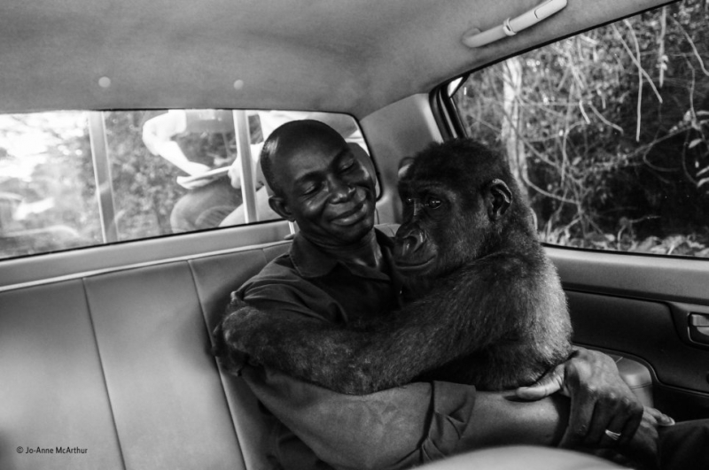 Горилла, обнимающая человека - фотография-победитель конкурса фотографий дикой природы