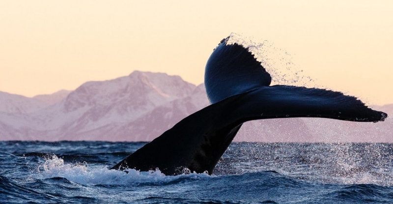 Невероятные фотографии горбатых китов у берегов Норвегии