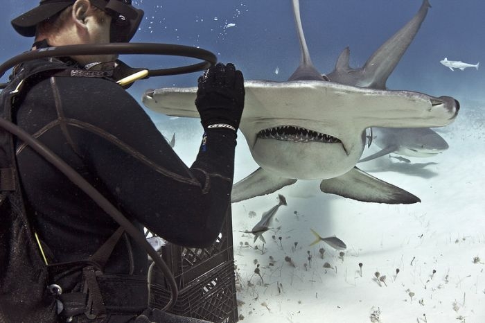 Бесстрашный дайвер кормит акулу-молота