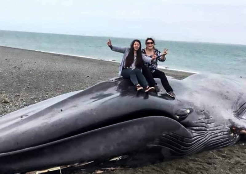 Вандалы вырезали на спине голубого кита надпись:"Ana, I love you"