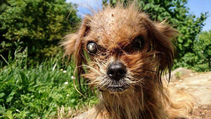 Спасение "страшной собаки" из Хорватии поразило весь Интернет