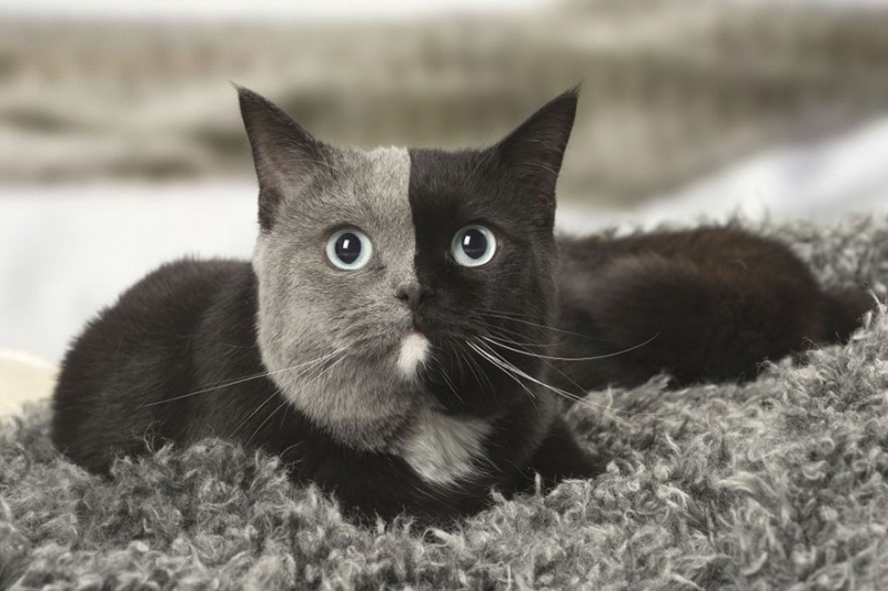 Необычный британский кот-химера