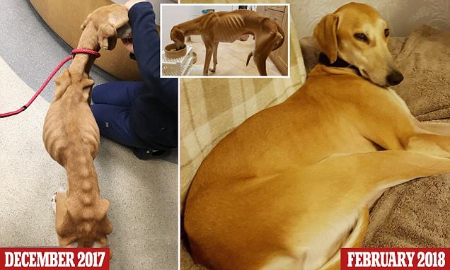 Изможденный охотничий пес Олли за два месяца превратился в красавца
