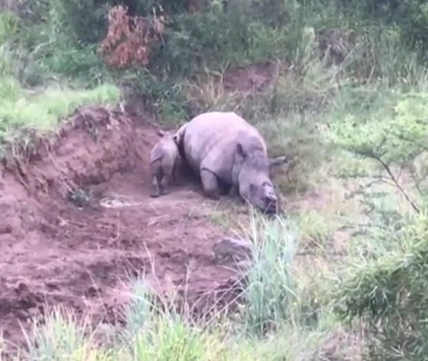 Голодный детеныш носорога около матери, которую убили браконьеры
