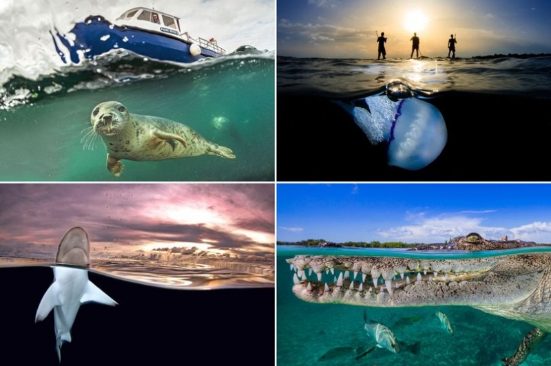 Подводная жизнь: удивительные фотографии животных
