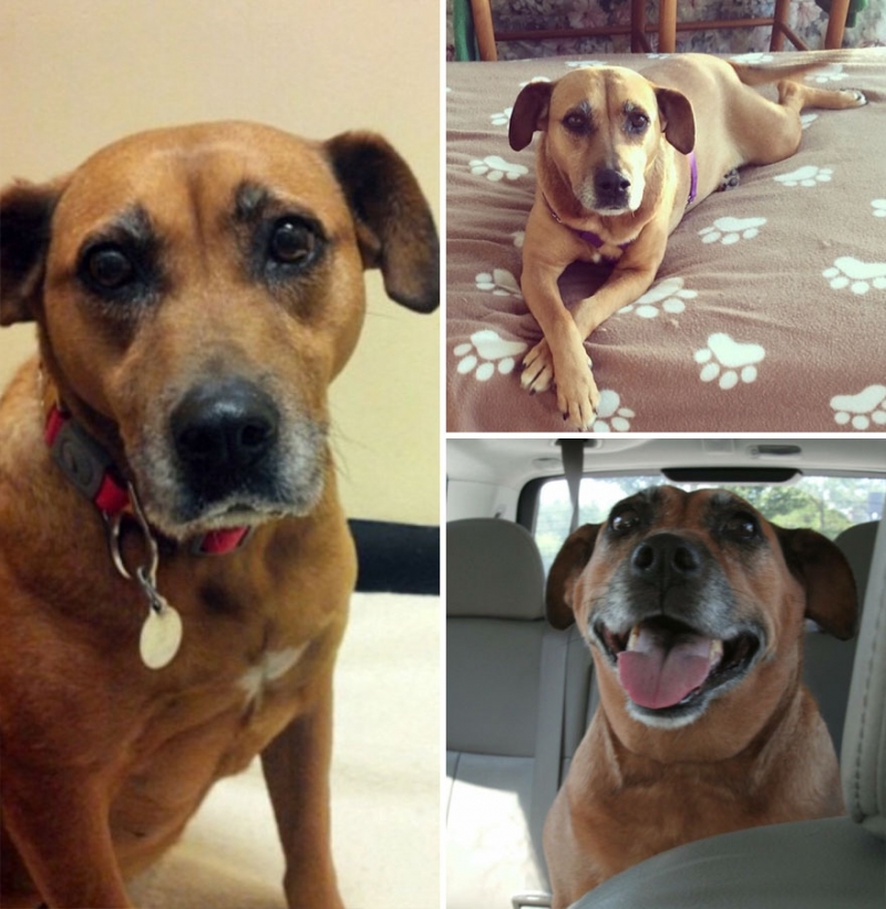 Трогательные фотографии собак до и после спасения, которые растрогают ваши сердца