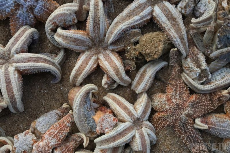 Десятки тысяч мертвых морских звезд выбросило на берег в Великобритании