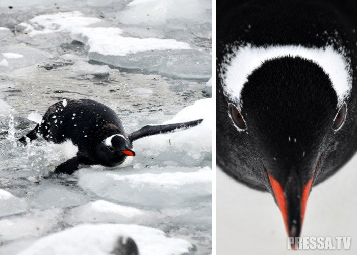 Жизнь пингвинов в Антарктиде совсем не безоблачна