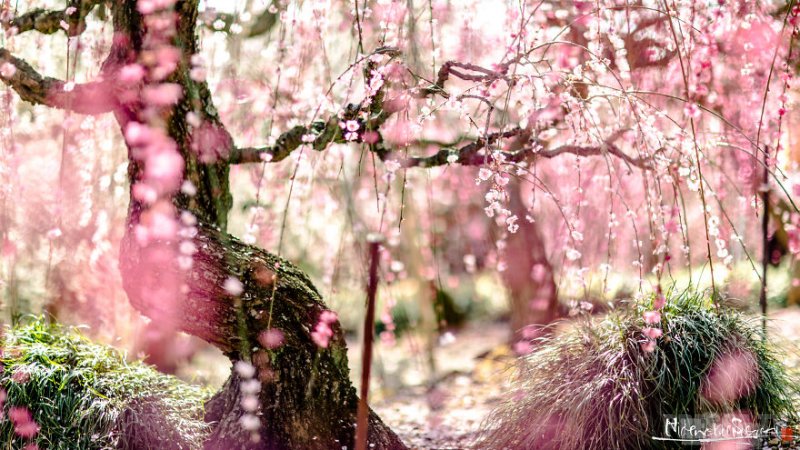 Цветение сливы в Японии