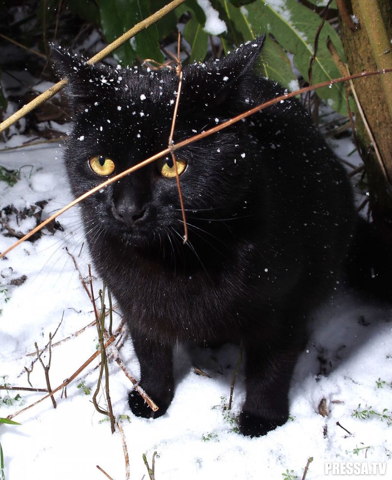 Черный кот резвится на снегу