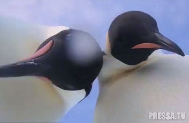 Вот это фотогеничность! Императорские пингвины сделали забавные селфи в Антарктиде