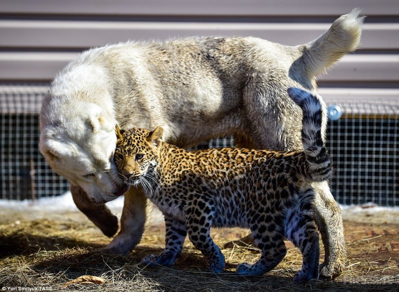 Маленького леопарда воспитывают собаки