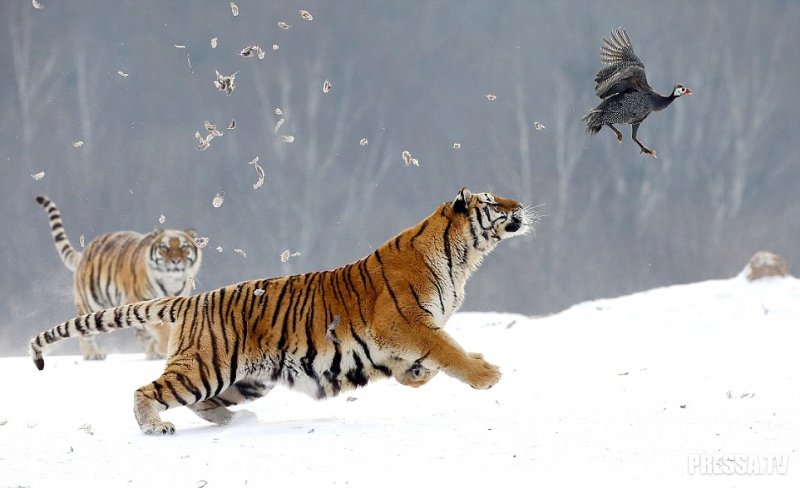 Кормление тигров - жестокая реальность