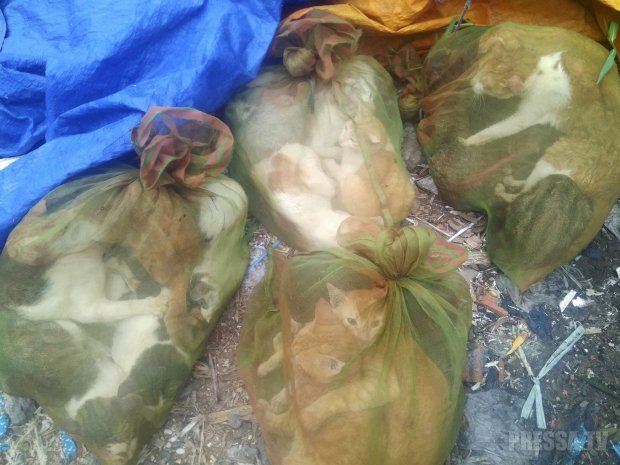 Шокирующие кадры с вьетнамского рынка, где продают кошек на мясо