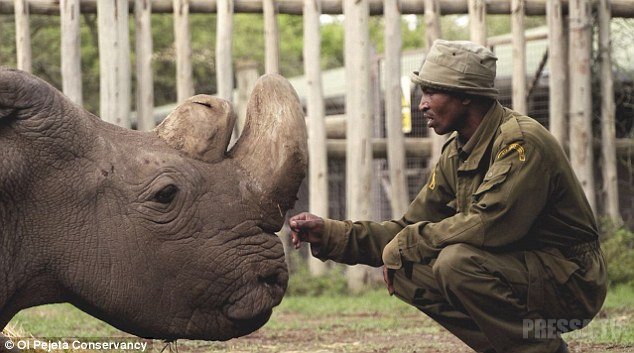 В Кении умер последний в мире белый носорог